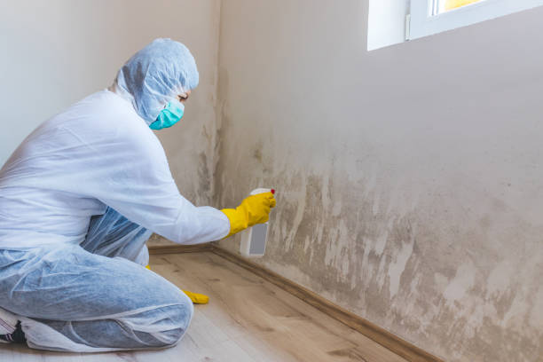 Licensed Mold Testing service in Washington, IL - WQB Mold Removal